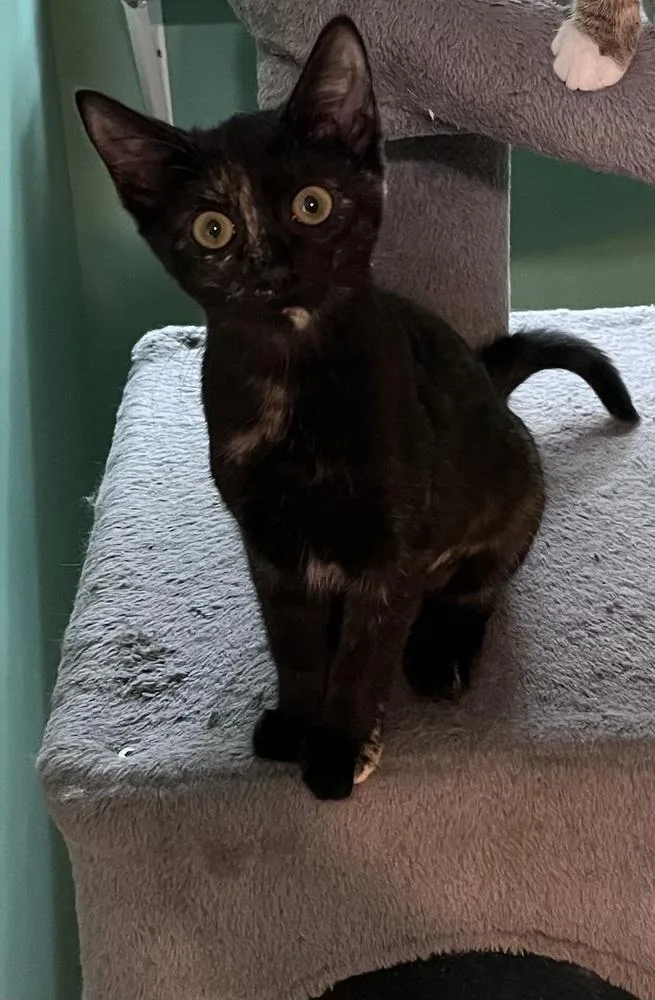 A baby small-sized female Black Domestic Short Hair cat named Scrabble for adoption in Jackson, GA