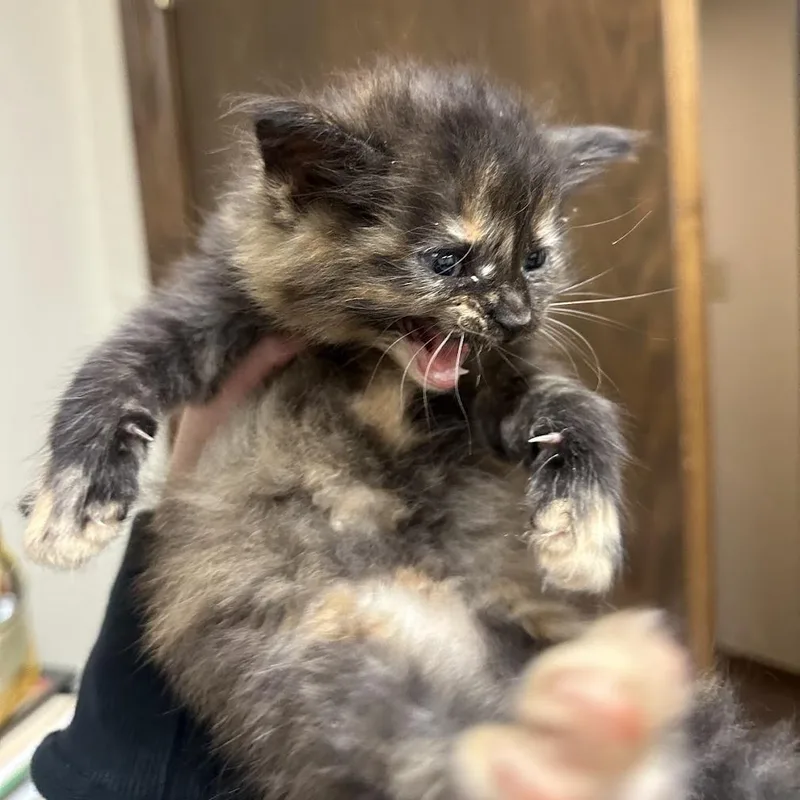 Posie F thumbnail 4
