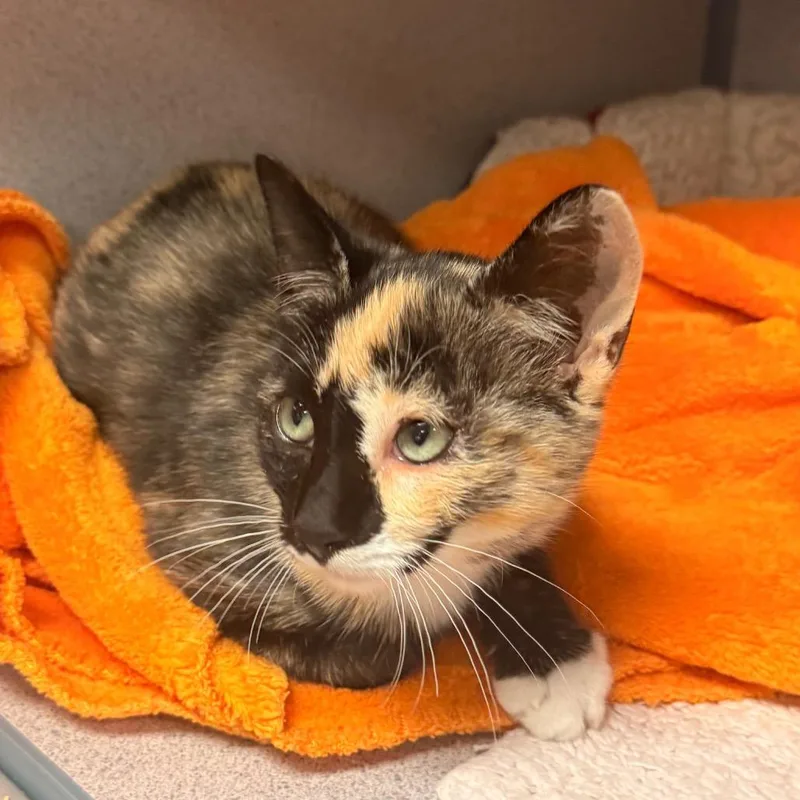 A baby medium-sized female Domestic Short Hair cat named Purrsephone for adoption in Santa Barbara, CA