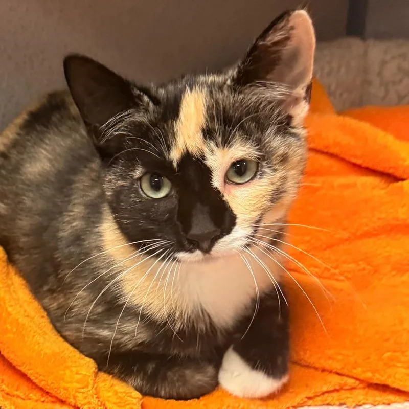 Purrsephone thumbnail 2