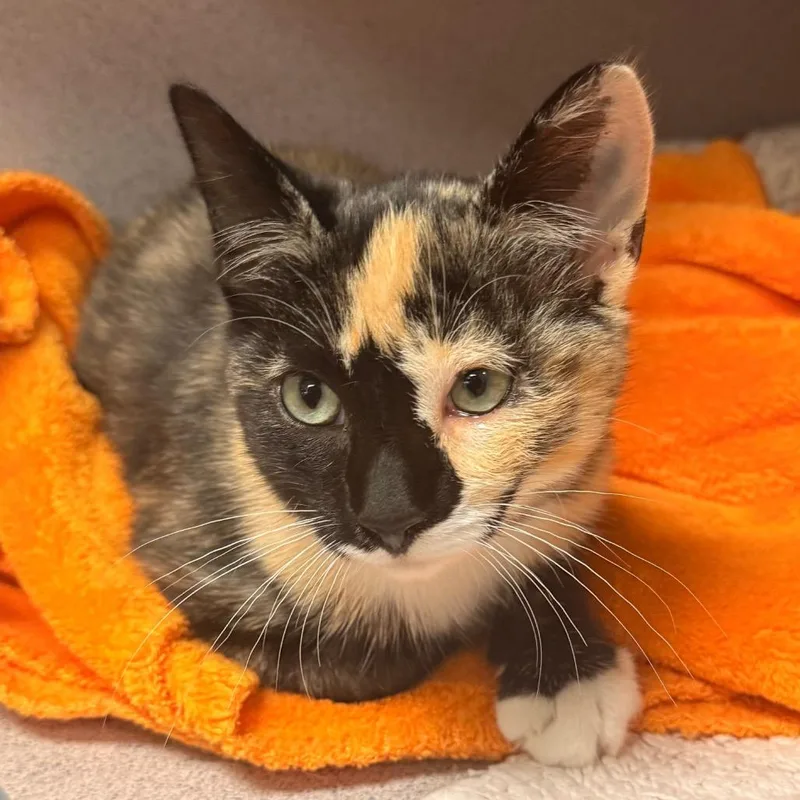 Purrsephone thumbnail 3