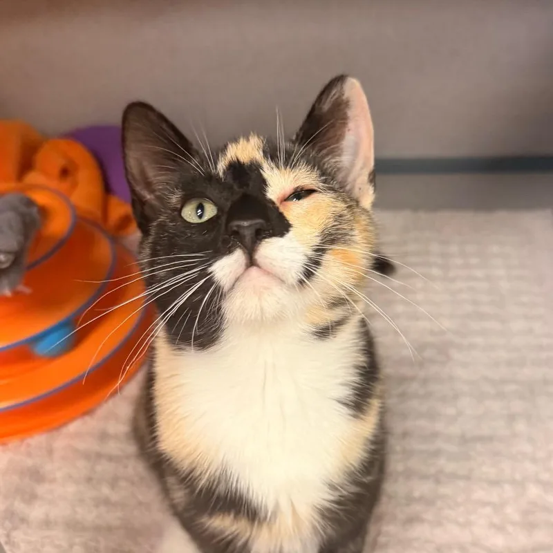 Purrsephone thumbnail 4