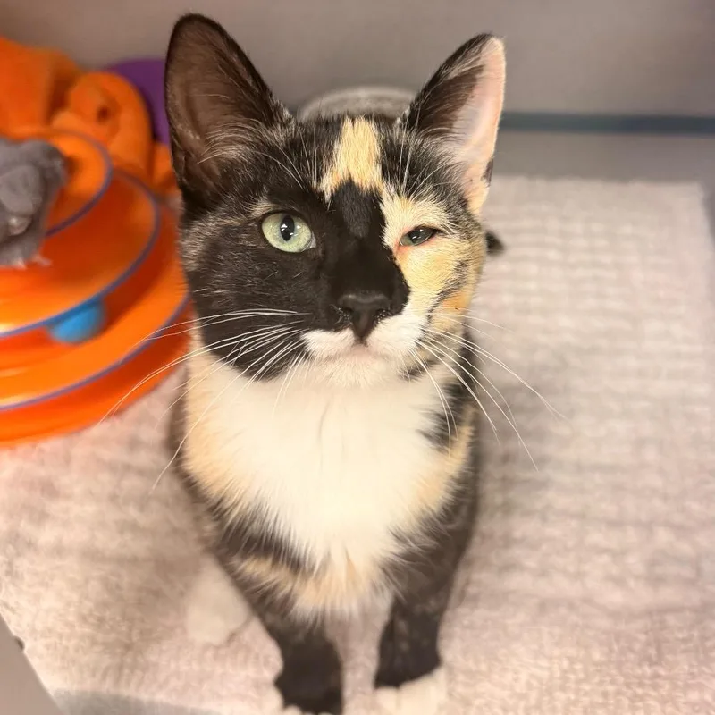 Purrsephone thumbnail 5