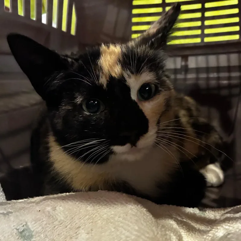 Purrsephone thumbnail 6