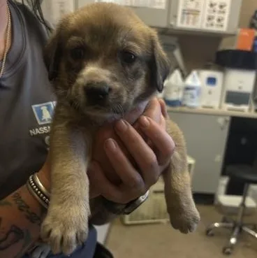 A baby small-sized female Brown / Chocolate Mixed Breed dog named Bernadette for adoption in Fernandina Beach, FL