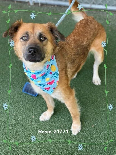 A young medium-sized female Bicolor Australian Shepherd dog named Rosie for adoption in Marietta, GA