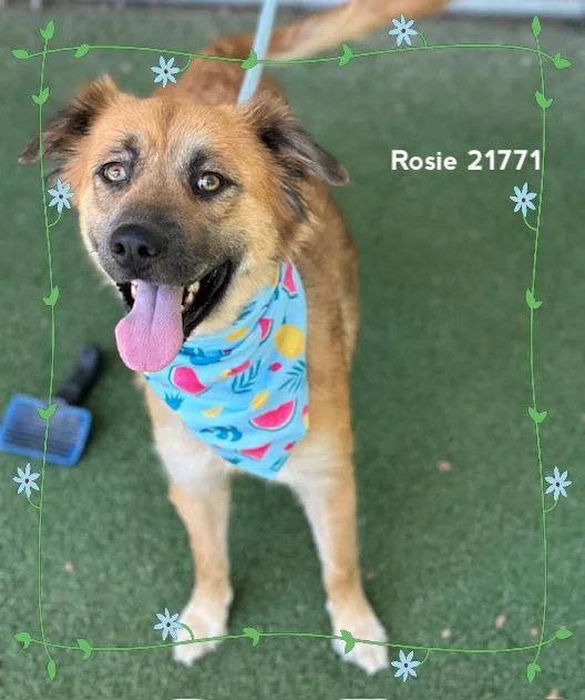 Rosie thumbnail 2