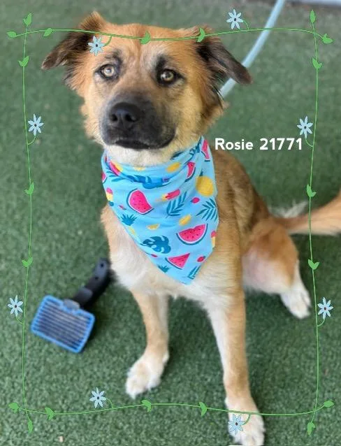 Rosie thumbnail 3