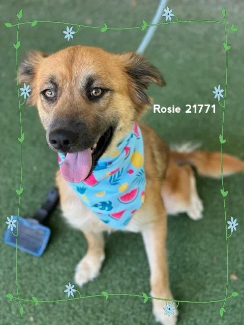 Rosie thumbnail 6