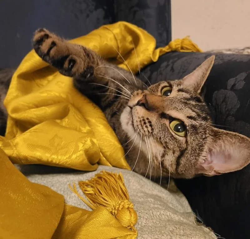 Chickpea thumbnail 2