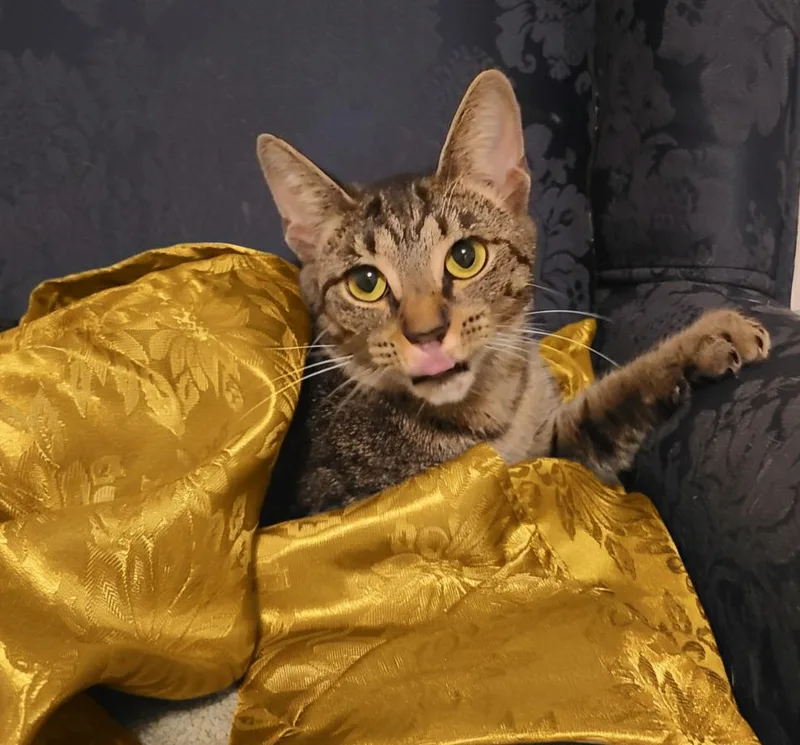 Chickpea thumbnail 3