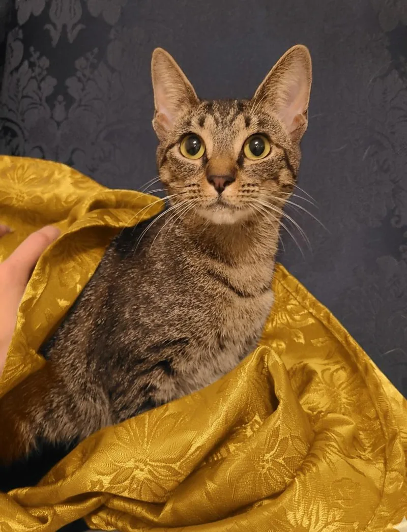 Chickpea thumbnail 4