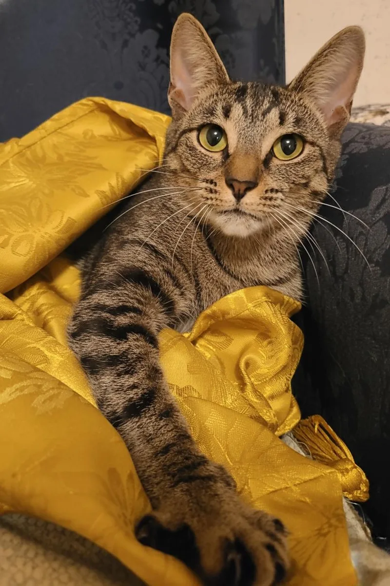 Chickpea thumbnail 5