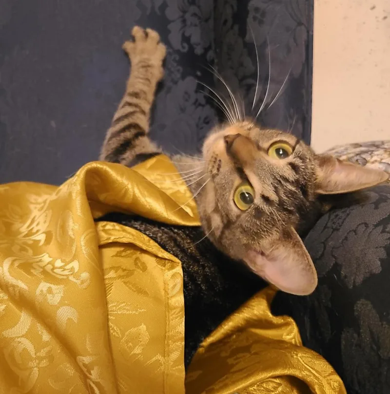 Chickpea thumbnail 6