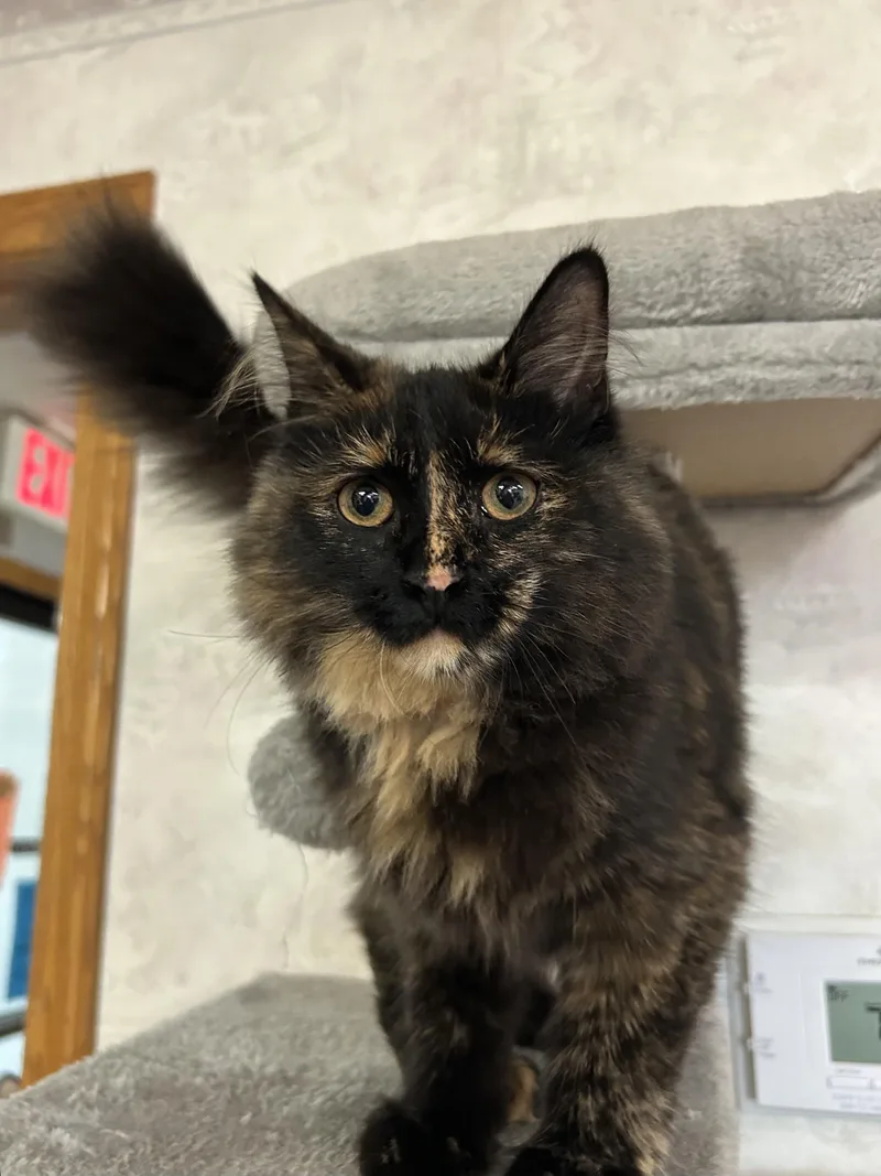 A young medium-sized female Tortoiseshell Domestic Medium Hair cat named Cherish for adoption in St. Clair, MI