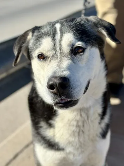 Sir Leopold thumbnail 5