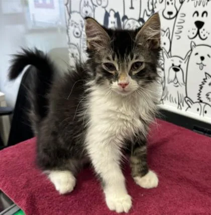 A young small-sized male Domestic Short Hair cat named B Fvrcp for adoption in North Charleston, SC