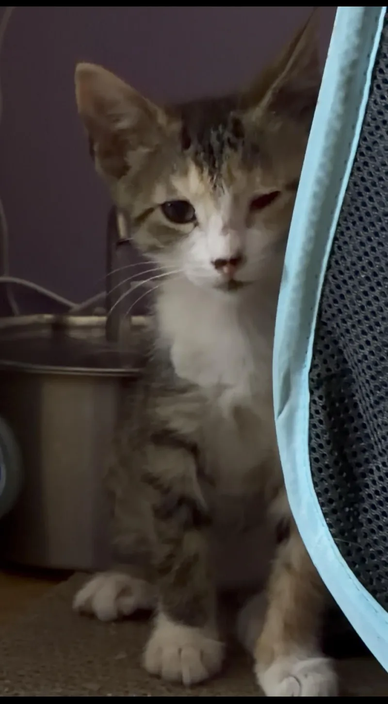 Ms Buttons