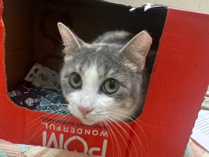 A young small-sized female Domestic Short Hair cat named Tulip for adoption in Westland, MI