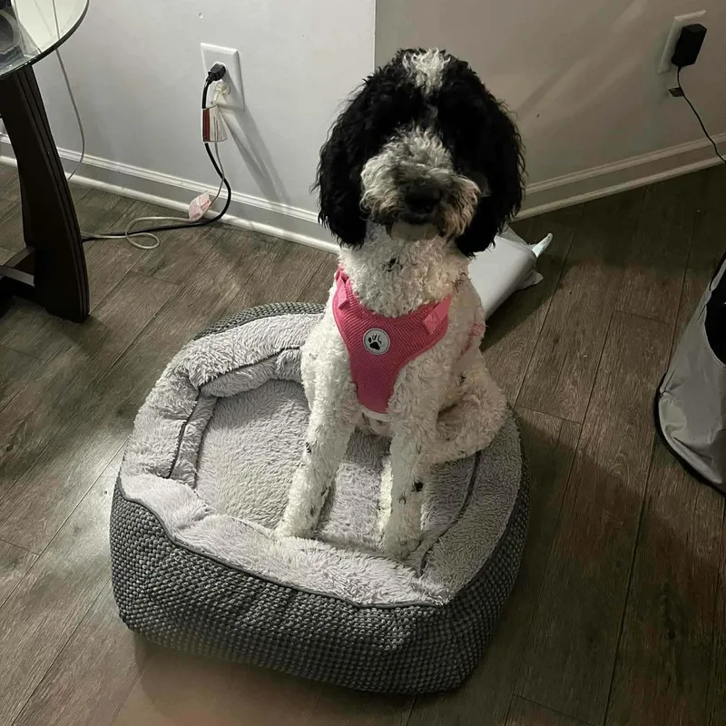 A young medium-sized female Black Standard Poodle dog named Skylar for adoption in Hopkinton, MA