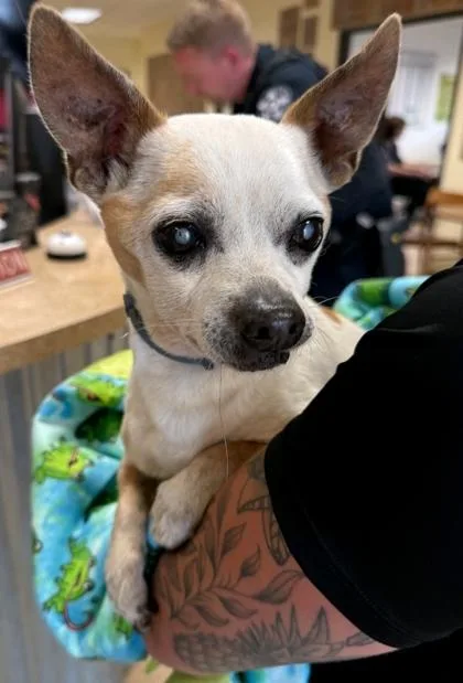 Chimmie