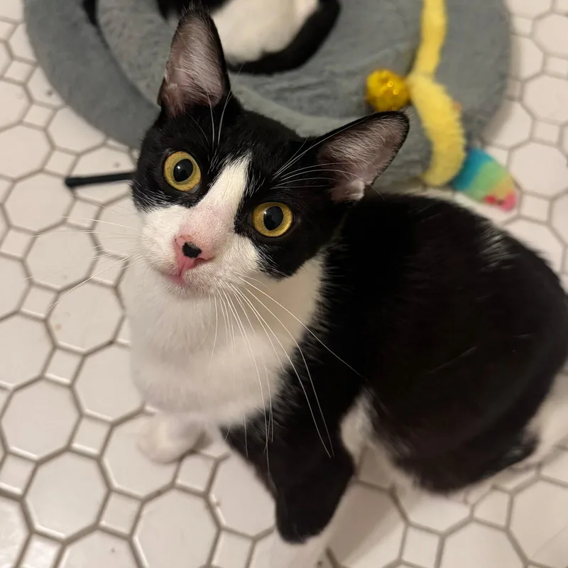 An adult medium-sized female Black & White / Tuxedo Domestic Short Hair cat named Blissville for adoption in Brooklyn, NY