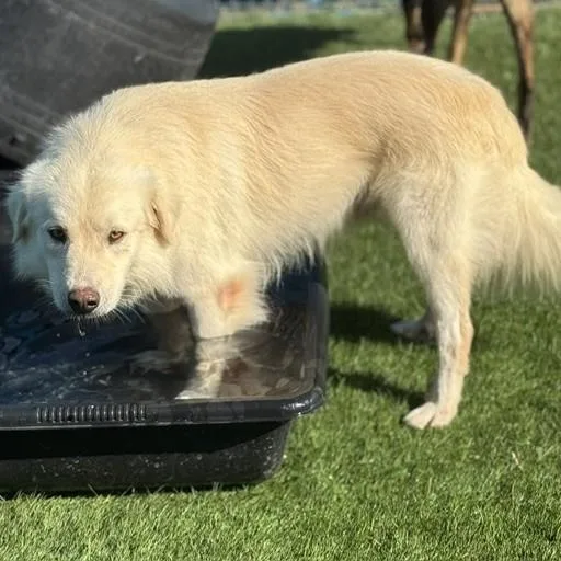 A young medium-sized male White / Cream Great Pyrenees dog named Gus for adoption in Williston, VT