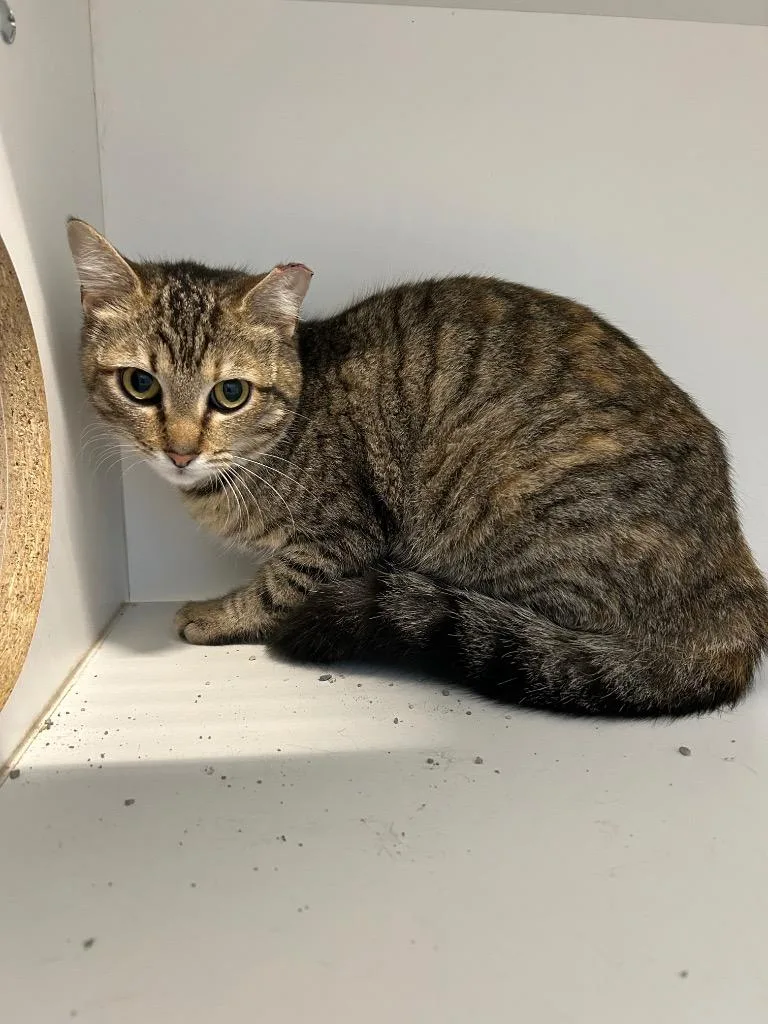 A young medium-sized female Domestic Short Hair cat named Lilo for adoption in Newcastle, OK