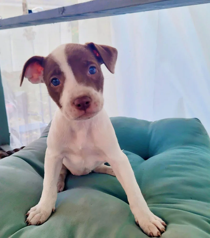 A baby medium-sized female Pit Bull Terrier dog named Jada for adoption in New London, WI