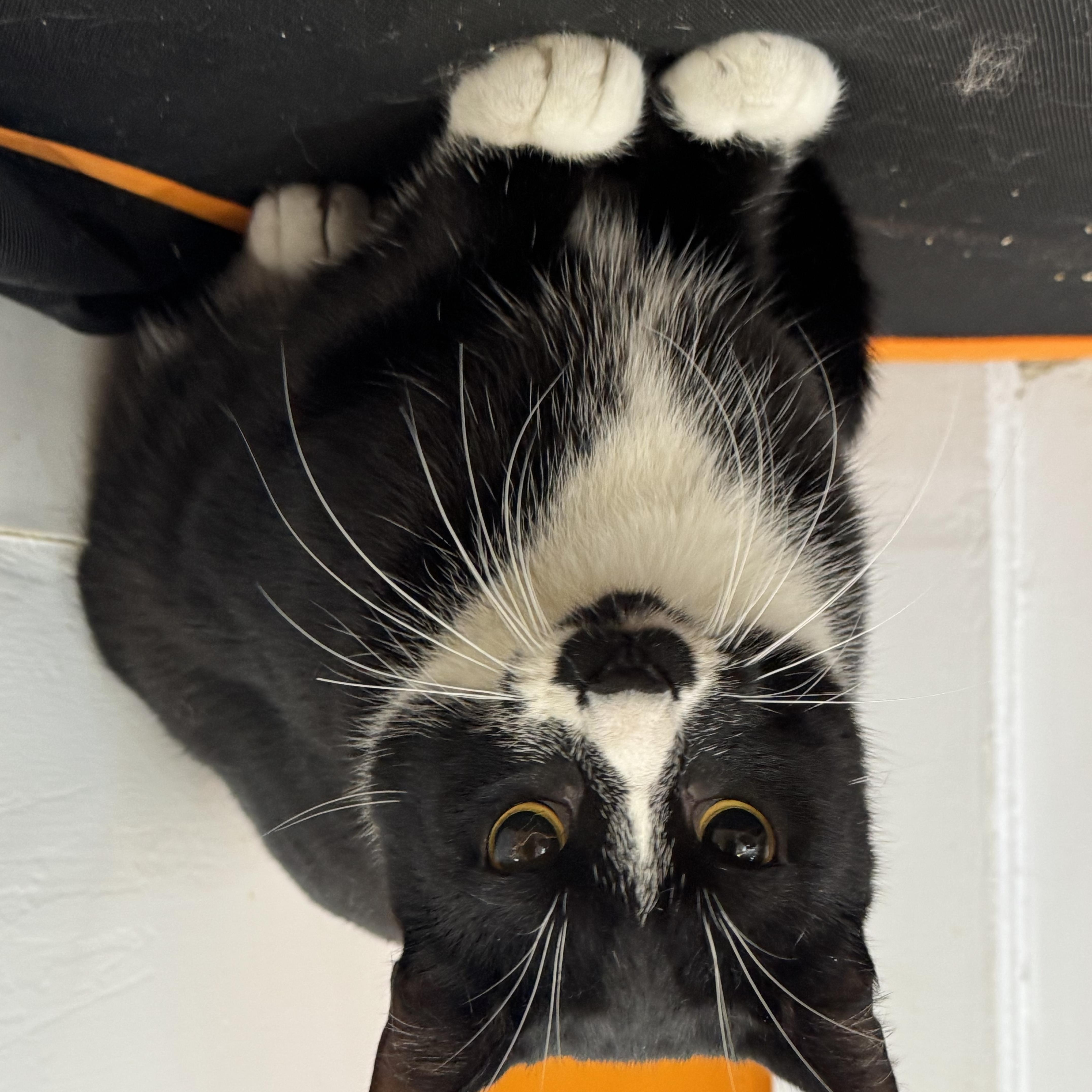 A young medium-sized male Black & White / Tuxedo Domestic Short Hair cat named Knox for adoption in North Haven, CT