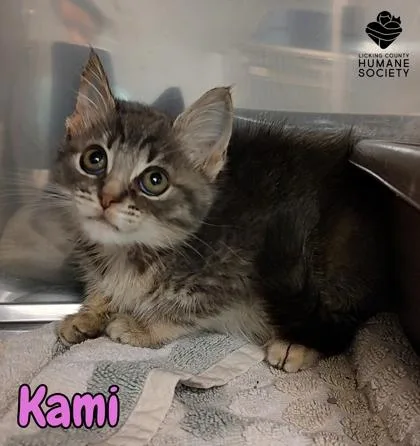 A baby small-sized female Domestic Short Hair cat named Kami for adoption in Heath, OH