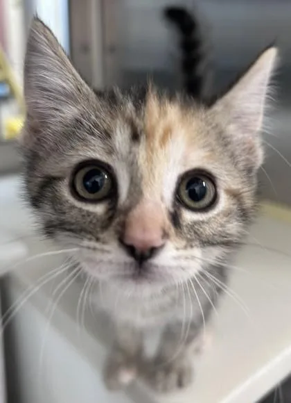 A baby small-sized female Domestic Short Hair cat named Amber for adoption in Westland, MI