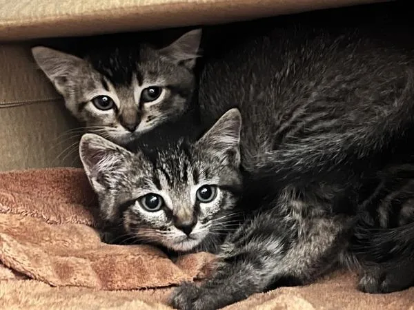 A baby small-sized female Domestic Short Hair cat named Habanero for adoption in Novato, CA