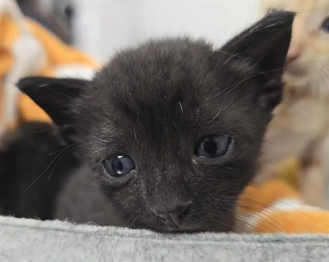 A baby small-sized female Domestic Short Hair cat named A for adoption in Fort Lauderdale, FL