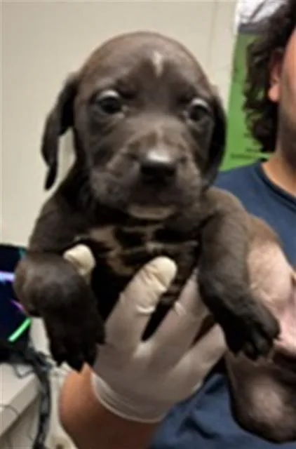 A baby small-sized male Pit Bull Terrier dog named Spiderman for adoption in Bakersfield, CA