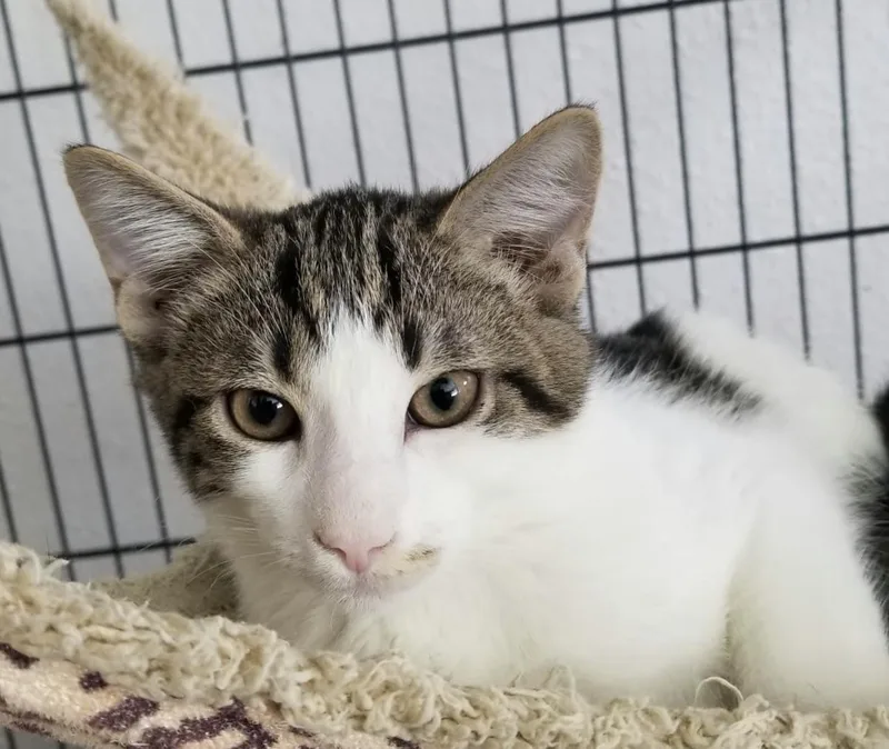A baby large-sized male Gray & White Domestic Short Hair cat named 0928-2619 for adoption in Turlock, CA
