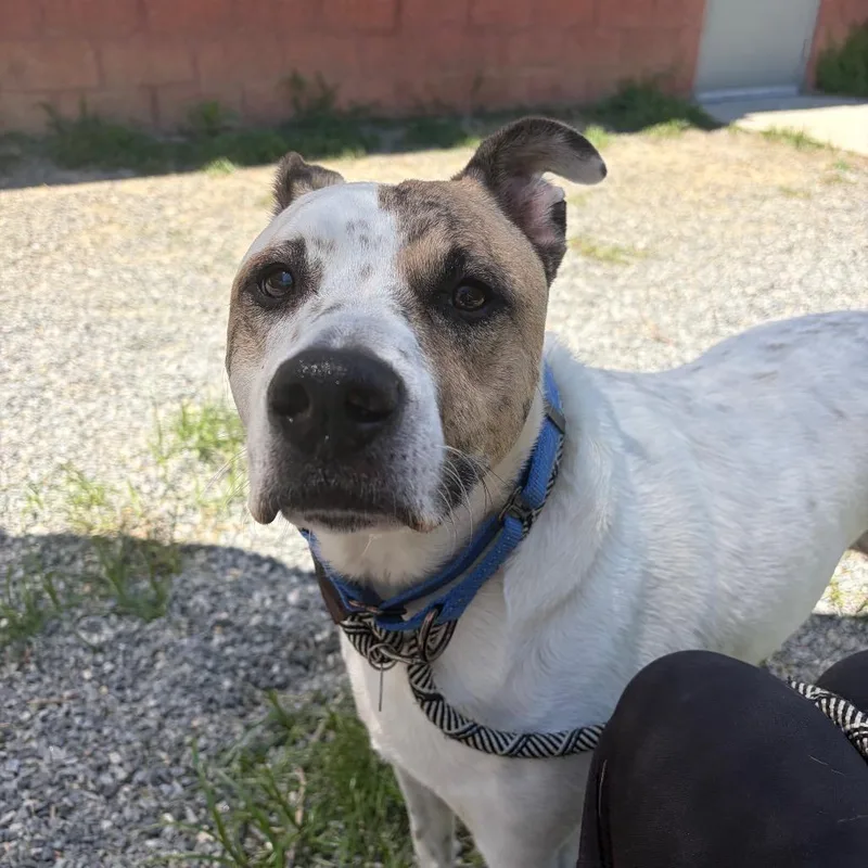 An adult large-sized male White / Cream Mixed Breed dog named Scout for adoption in Fredericksburg, VA
