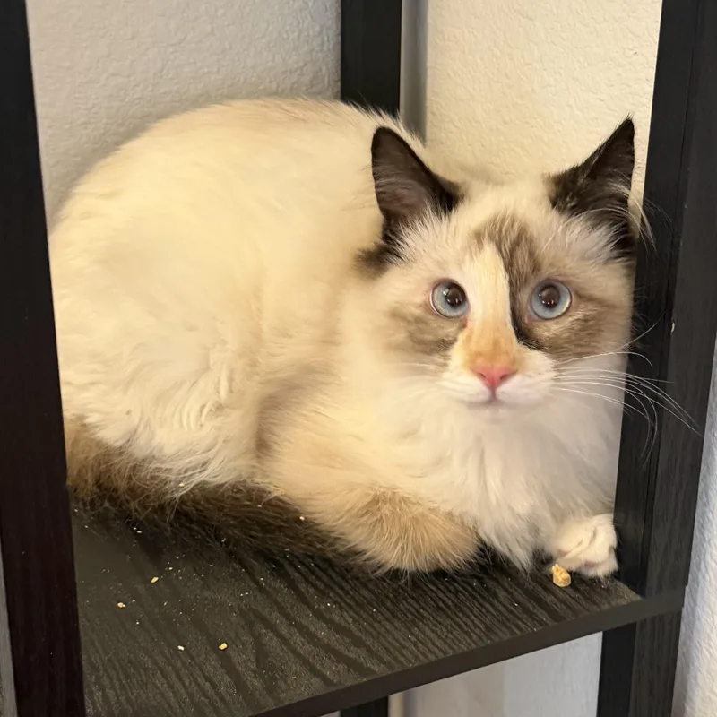 Rsmd Snowshoe thumbnail 2