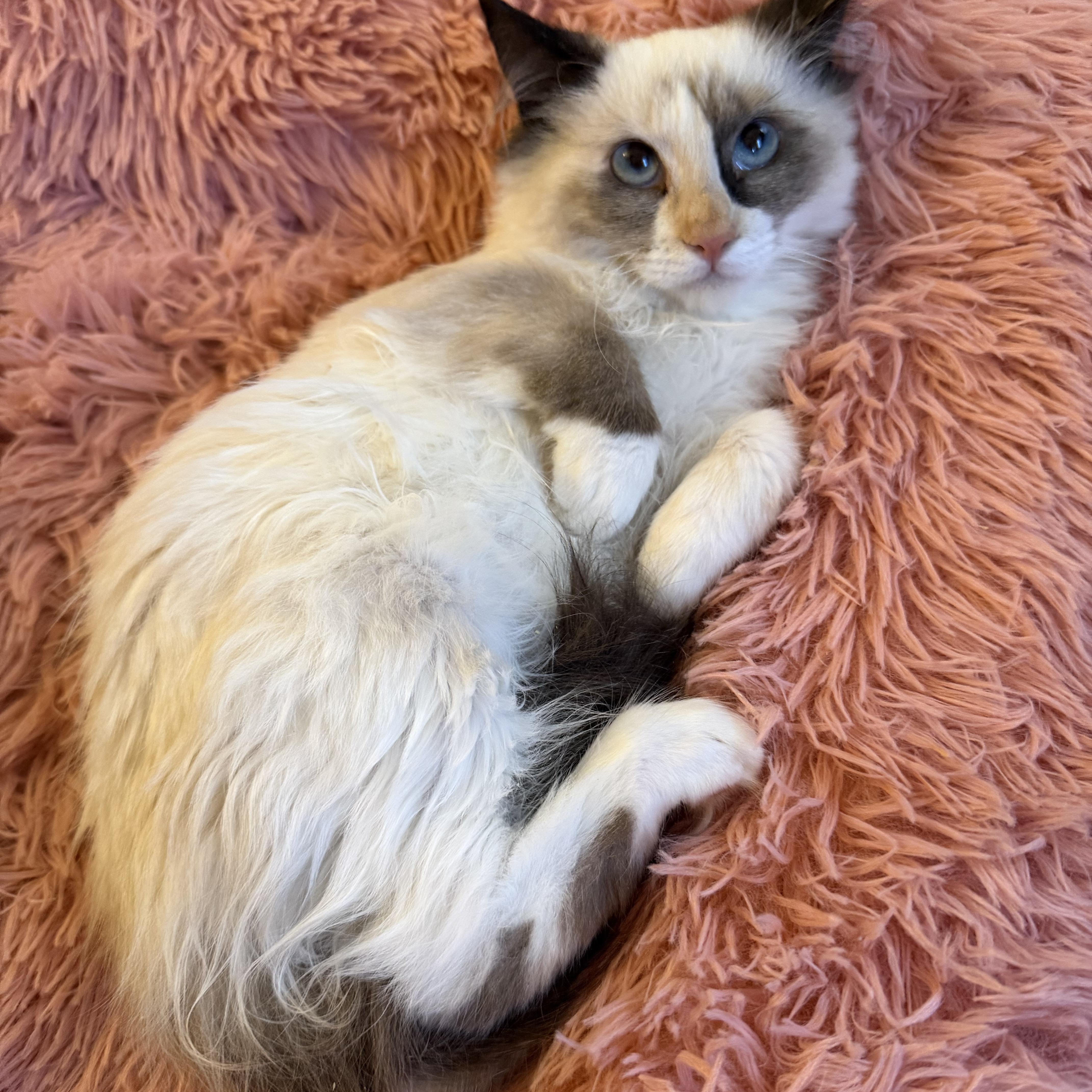 Rsmd Snowshoe thumbnail 3