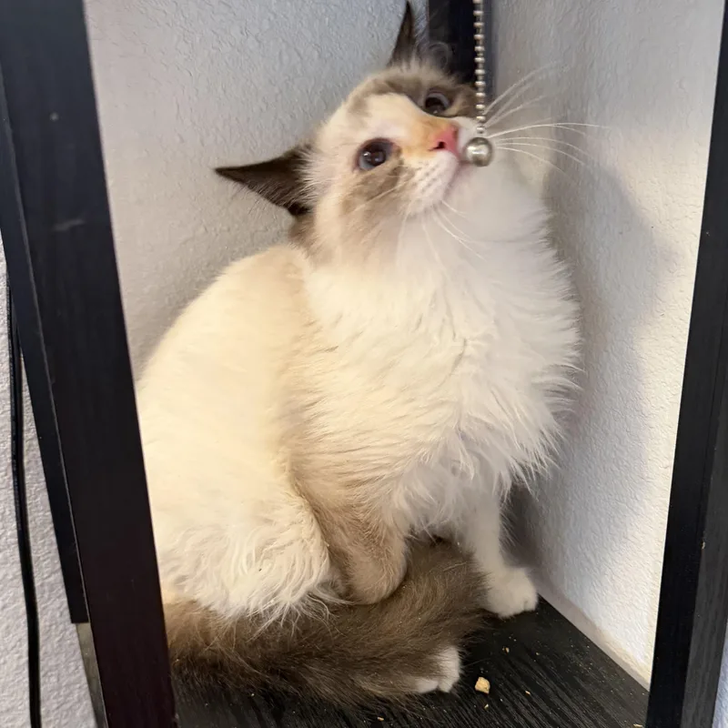 Rsmd Snowshoe thumbnail 4