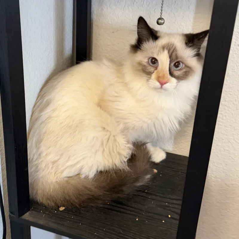 Rsmd Snowshoe thumbnail 5