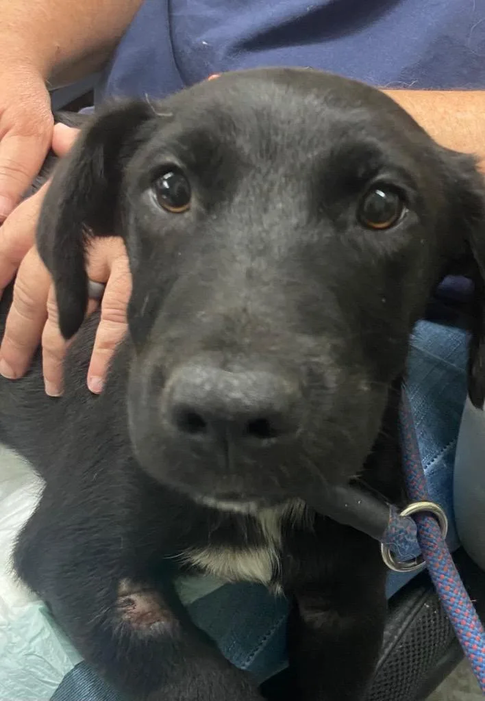 A baby small-sized female Terrier dog named Whitney for adoption in Beebe, AR
