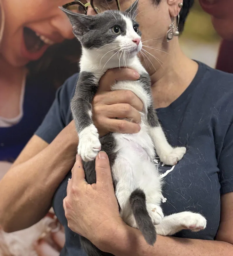 A baby medium-sized male Gray & White Domestic Short Hair cat named Bentley for adoption in Brooklyn, NY