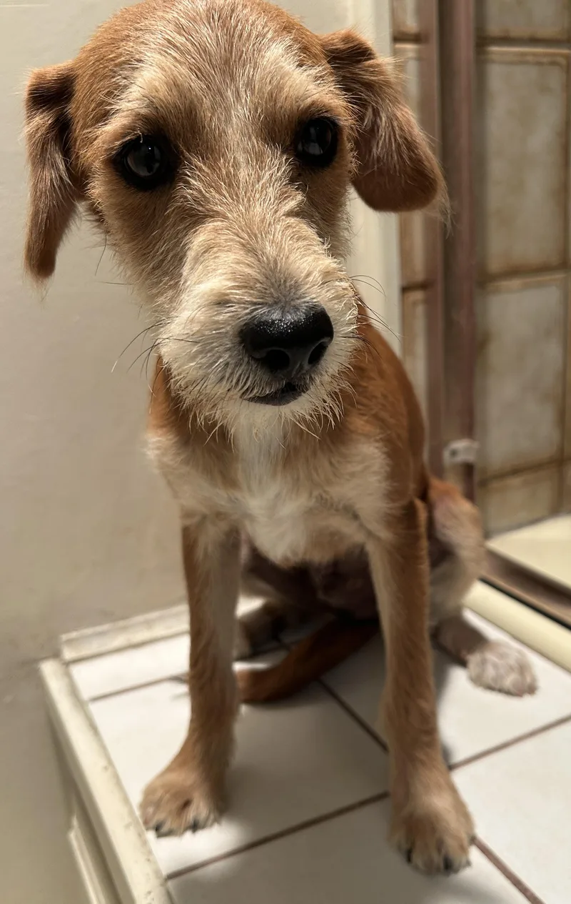A young small-sized male Terrier dog named Brian for adoption in El Cajon, CA