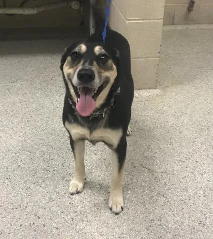 An adult medium-sized female Australian Kelpie dog named Lucy for adoption in Conroe, TX