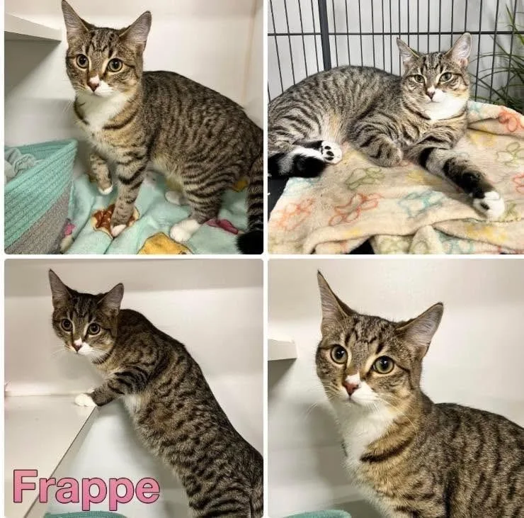 An adult medium-sized female Domestic Short Hair cat named Frappe for adoption in Rochester, IN