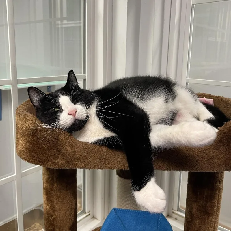 An adult medium-sized female Black Domestic Short Hair cat named Molly for adoption in Walden, NY