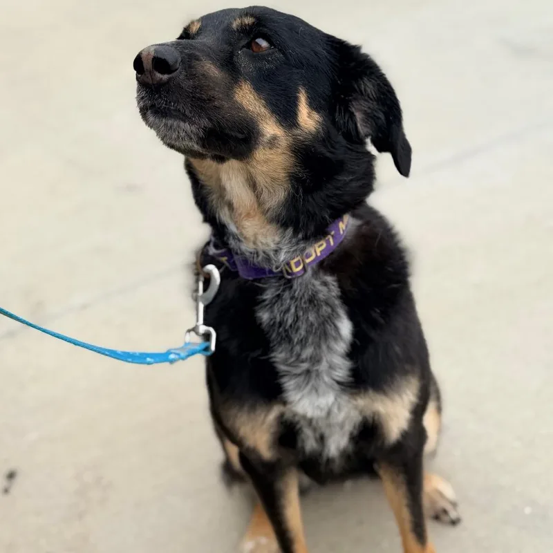 An adult medium-sized female Black Australian Shepherd dog named Sammy for adoption in Champaign, IL