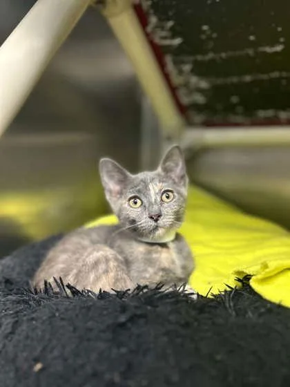 A baby small-sized female Domestic Short Hair cat named Suki for adoption in Munster, IN