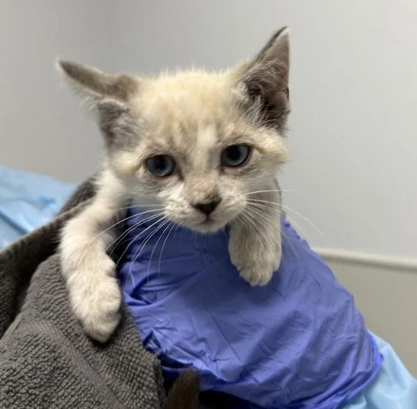 A baby small-sized male Domestic Short Hair cat named Billiam for adoption in San Diego, CA